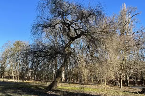 Castle park with willow